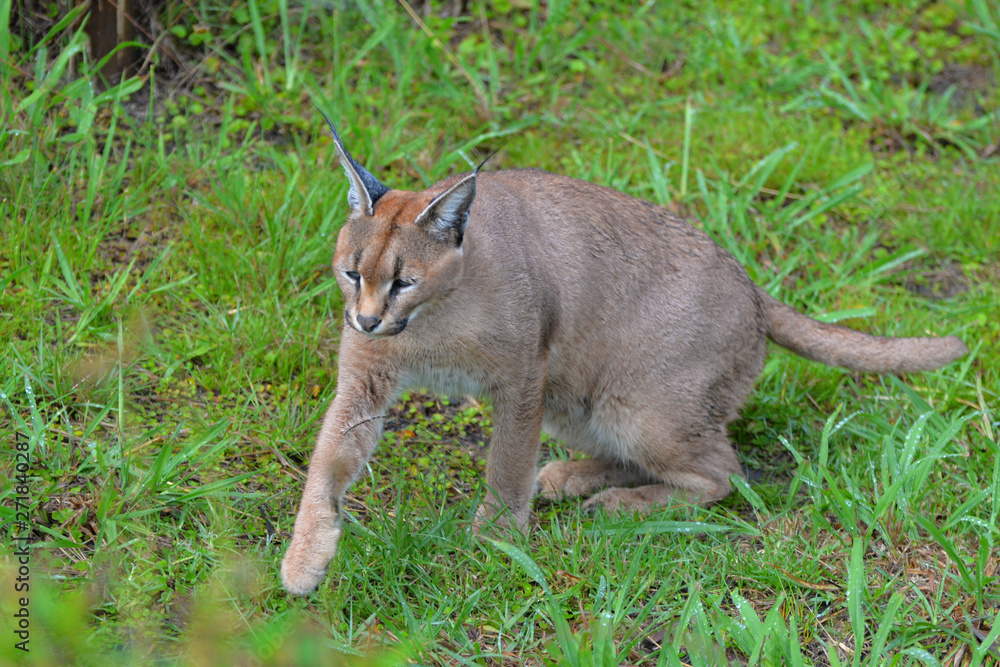 Fototapeta premium Caracal in South Africa (tenigwa)