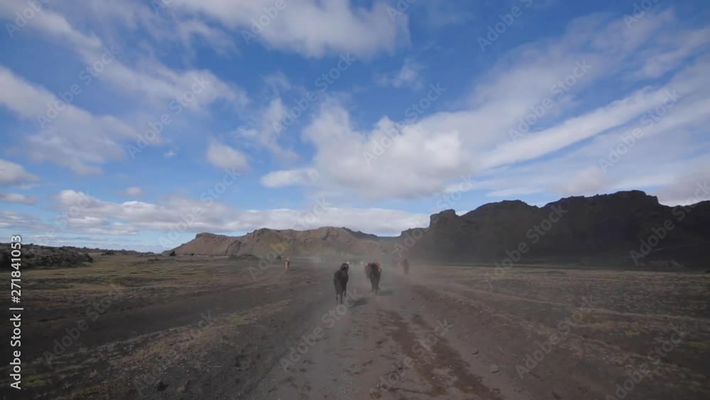 Horses running trough a black dessert in Iceland Horses running trough a black dessert in Iceland