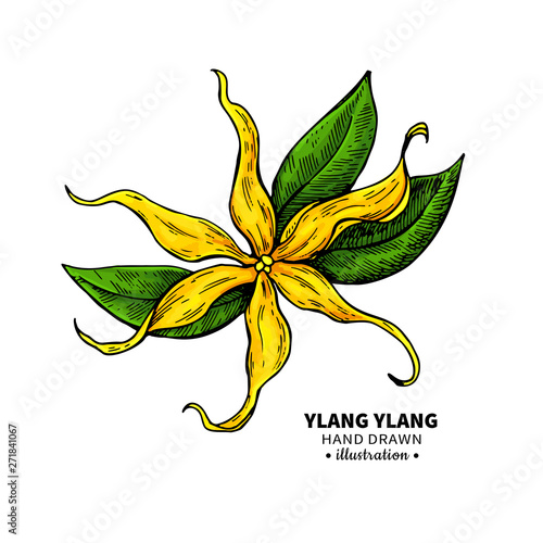 Ylang ylang vector drawing. Isolated vintage illustration of medical flower.