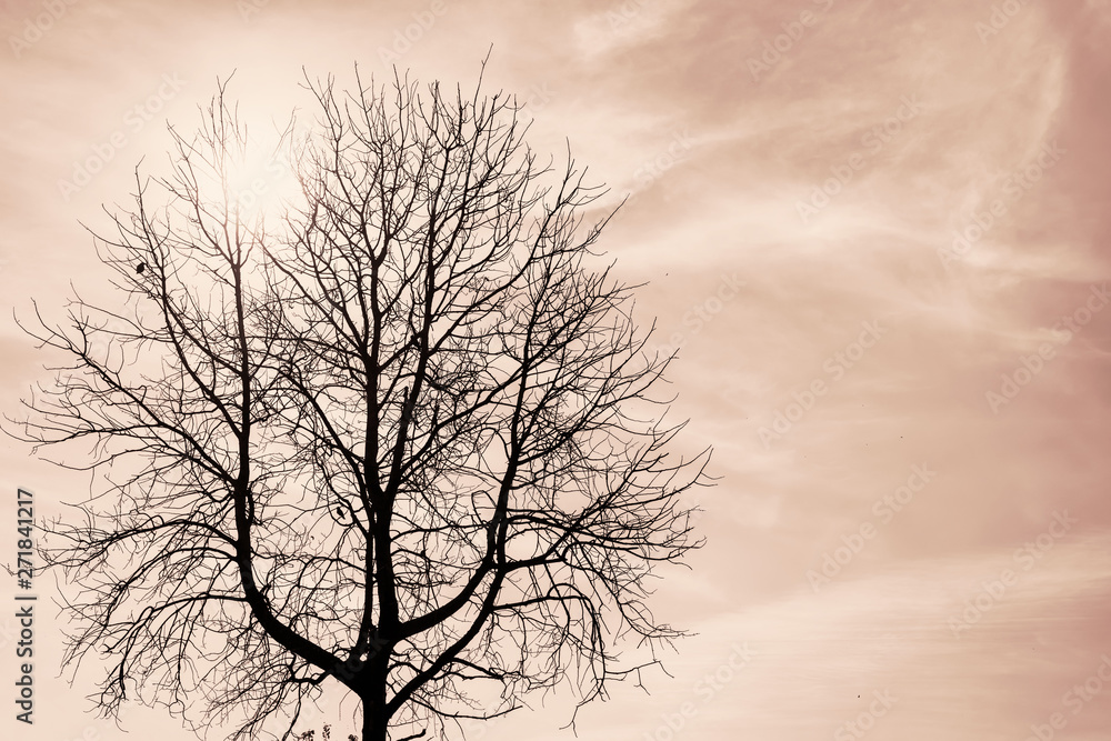 Silhouette of a dark dead tree against the sun sepia toned Silhouette of a dark dead tree against the sun sepia toned