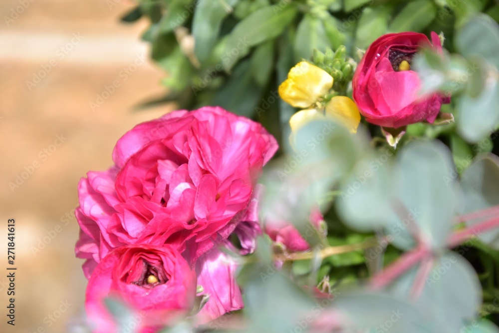 Beautiful rose bush with tender pink roses and blurred green leaves on front and yellow flower on background. Blooming rose bushes with bright romantic flowers with selective focus. Summer blossom Beautiful rose bush with tender pink roses and blurred green leaves on front and yellow flower on background. Blooming rose bushes with bright romantic flowers with selective focus. Summer blossom