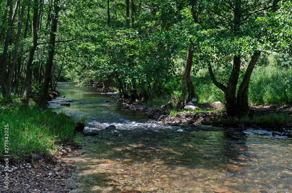 Obraz premium Мagnetic landscape of summer nature, green deciduous forest and river Iskar in the Lozen mountain, Bulgaria, Europe