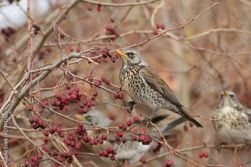 bird on a branch