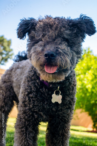 Hungarian Pumi 