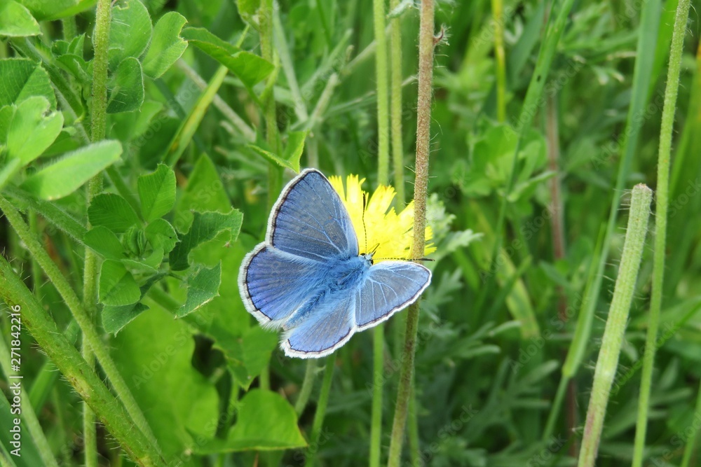 Beautiful blue polyommatus butterfly on yellow flower in the meadow, closeup Beautiful blue polyommatus butterfly on yellow flower in the meadow, closeup