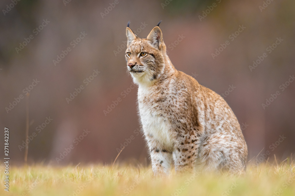 The Eurasian lynx (Lynx lynx) a young lynx on a meadow. Autumn scene with a big european cat. Portrait of a hunting predator. Portrait of a young lynx. The Eurasian lynx (Lynx lynx) a young lynx on a meadow. Autumn scene with a big european cat. Portrait of a hunting predator. Portrait of a young lynx.