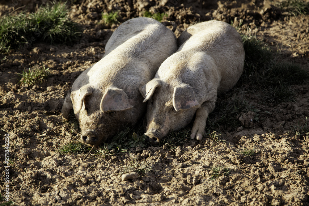 Pigs on farm