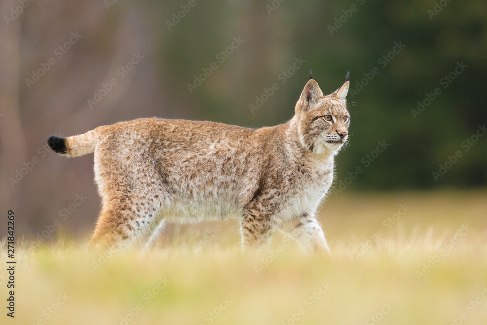 The Eurasian lynx (Lynx lynx) a young lynx on a meadow. Autumn scene with a big european cat. Portrait of a hunting predator. Portrait of a young lynx. The Eurasian lynx (Lynx lynx) a young lynx on a meadow. Autumn scene with a big european cat. Portrait of a hunting predator. Portrait of a young lynx.