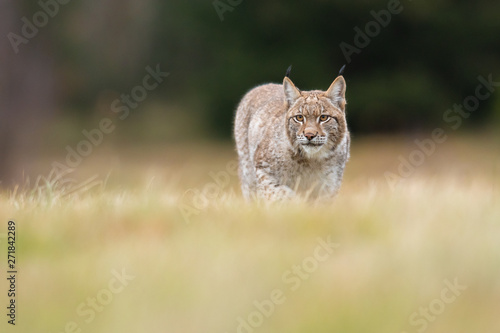 Fototapeta Naklejka Na Ścianę i Meble -  The Eurasian lynx (Lynx lynx) a young lynx on a meadow. Autumn scene with a big european cat. Portrait of a hunting predator. Portrait of a young lynx.
