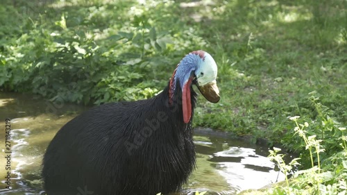 Cassowary bird stands in a water pond and cleans it's plumage with it's beak (4K, 30fps)