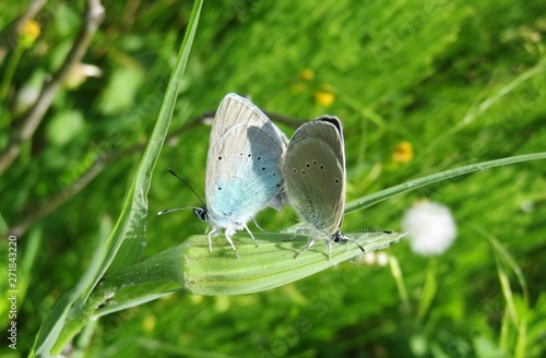 Beautiful polyommatus butterflies mating on plant in the meadow, closeup photo