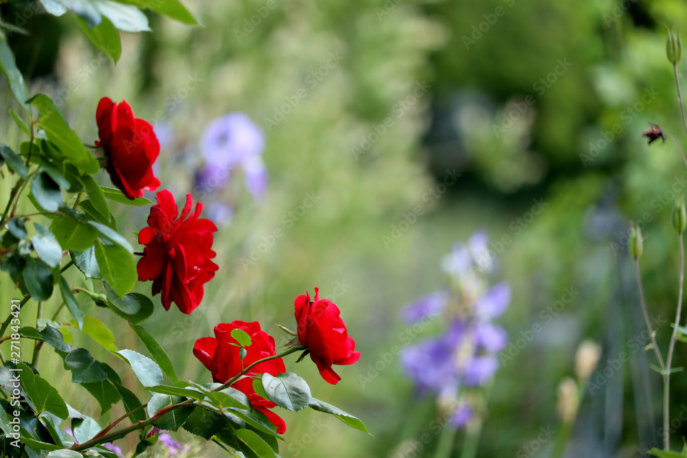 red flowers in garden with soft background for template