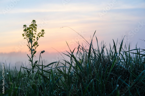 image of dew on the grass at sunrise