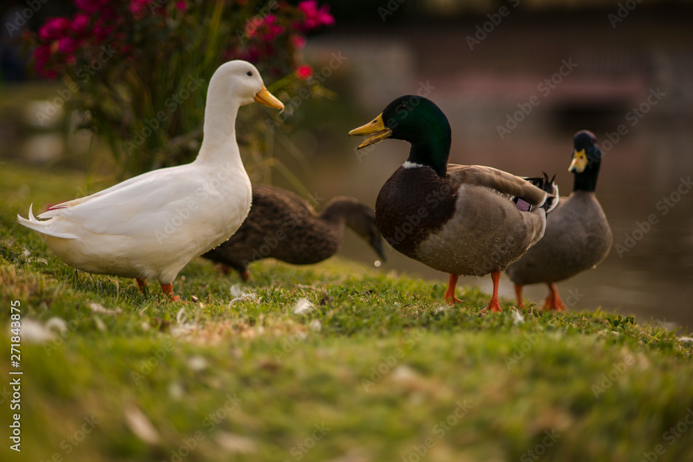 Ducks in the sunset Ducks in the sunset
