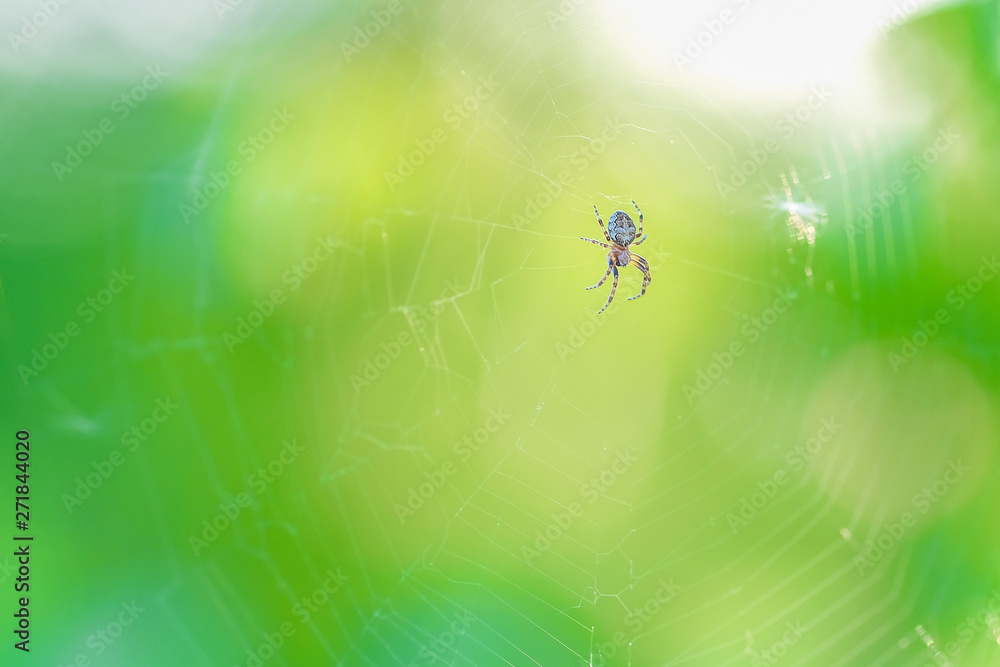Spider hangs on a spider net Spider hangs on a spider net