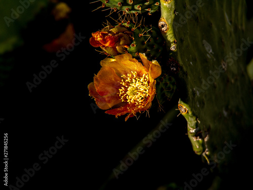 spectacular close up of a cactus blossom