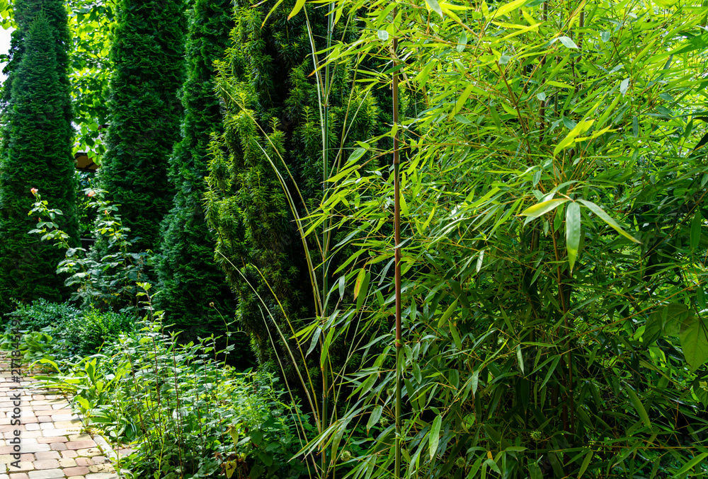 Tall elegant bamboo Phyllostachys aureosulcata bush fits perfectly into design of beautiful ornamental garden. Great combination with yew and thujas. Nature concept for design Tall elegant bamboo Phyllostachys aureosulcata bush fits perfectly into design of beautiful ornamental garden. Great combination with yew and thujas. Nature concept for design
