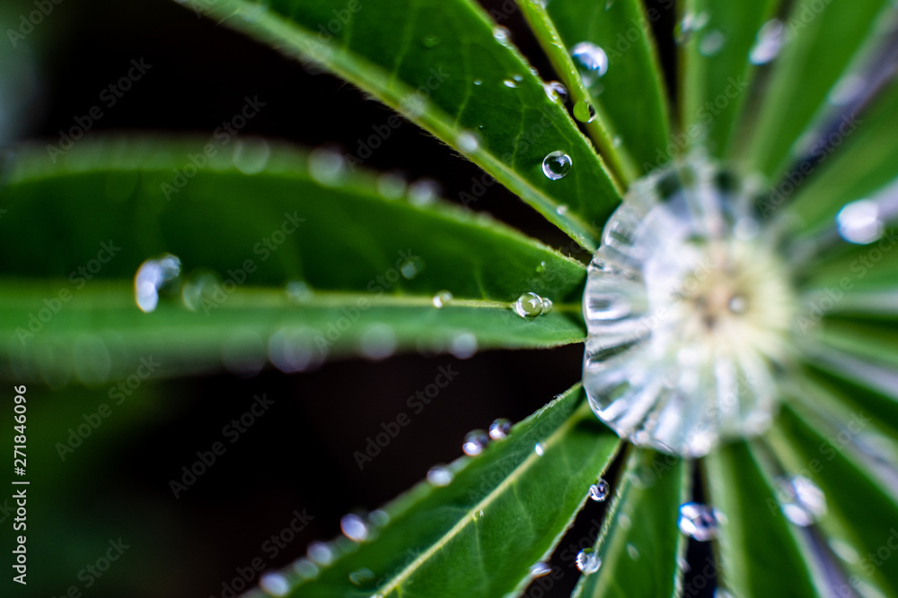 Flower leaves captured after rain, rain, water droplets everywhere Flower leaves captured after rain, rain, water droplets everywhere