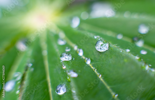 Flower leaves captured after rain, rain, water droplets everywhere