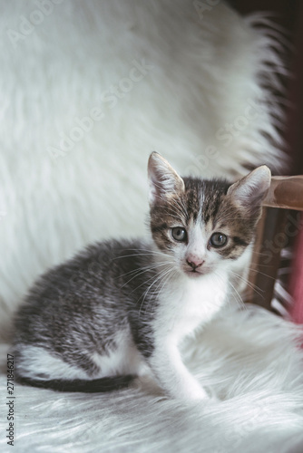 Domestic kitten on the armchair playing with a ball of wool