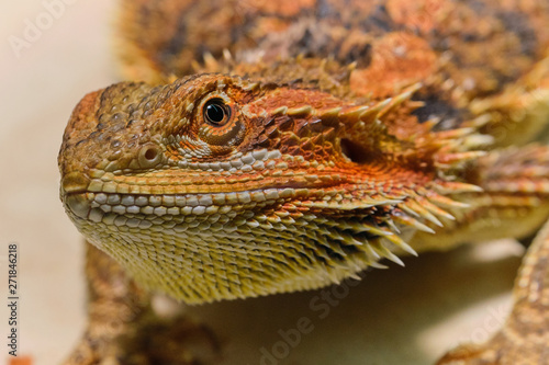 portrait macro photo of a female bearded dragon (Bartagame) looking into camera