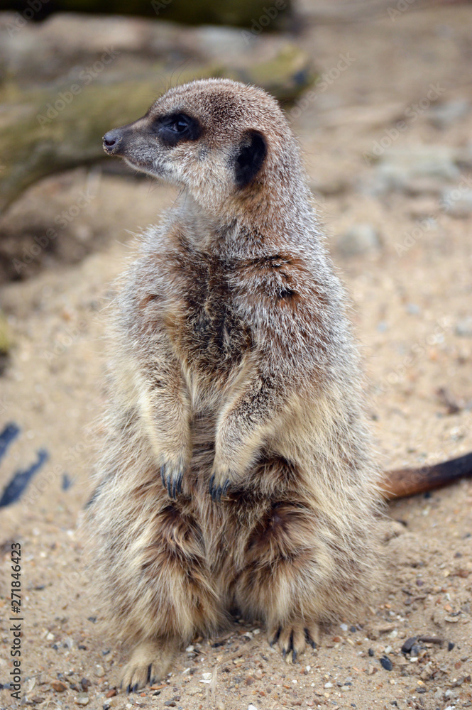 Fototapeta premium meerkat