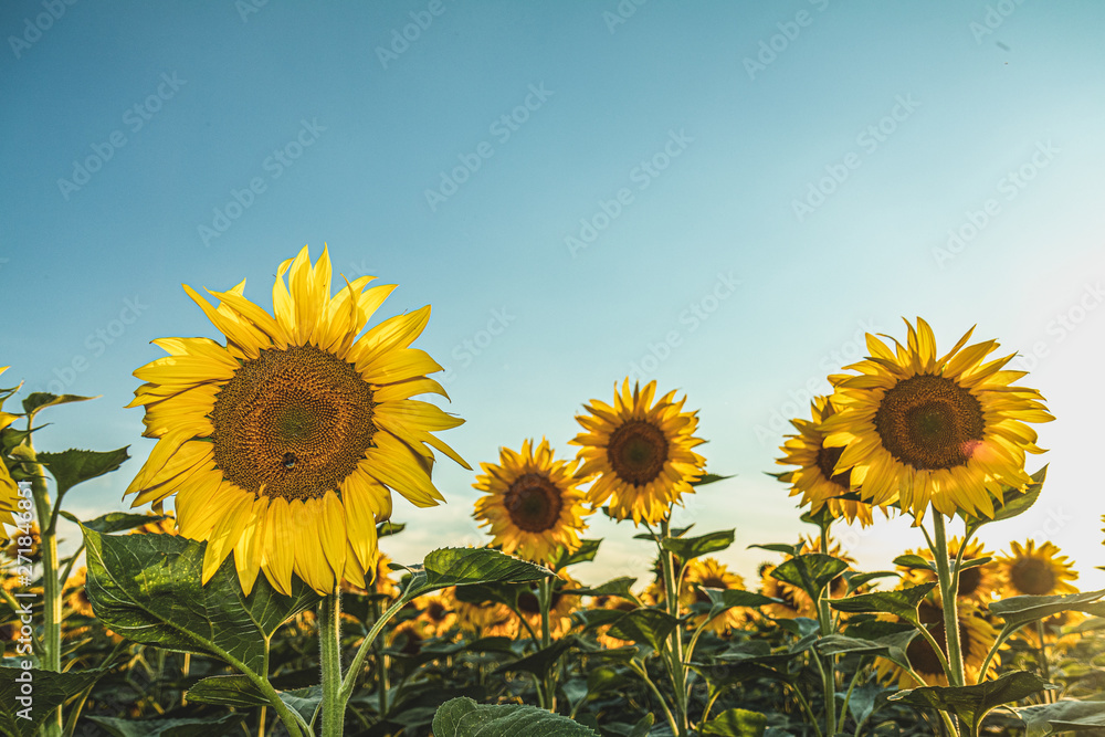 Fototapeta premium Yellow sunflowers on field farmland with blue sky.