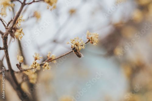 Bee pollen nectar on yellow flowers blossom © ArtSvitlyna