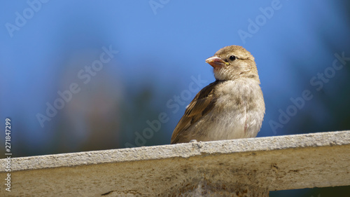 Female Spanish Sparrow passer hispaniolensis © Pablo Avanzini