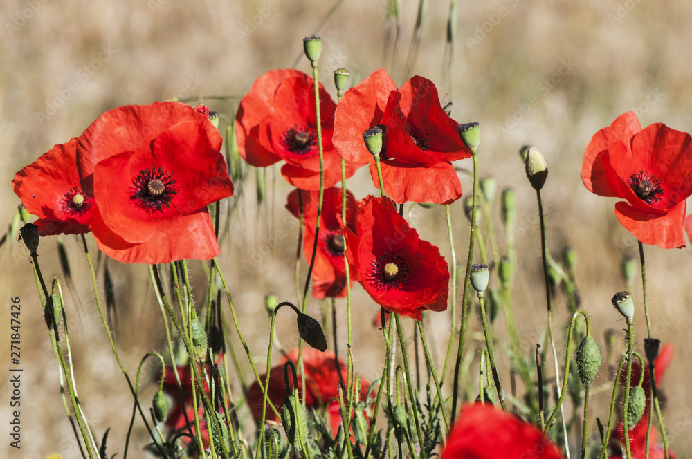 Naklejka premium Lovely poppies spring flowers