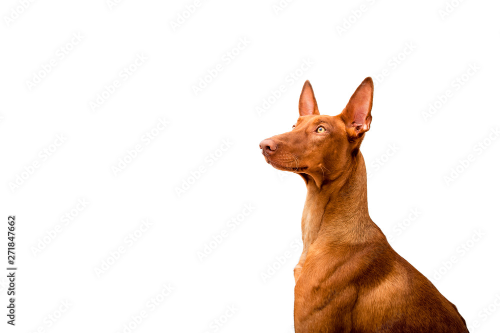 Portrait of a Pharaoh hound on a white background Portrait of a Pharaoh hound on a white background