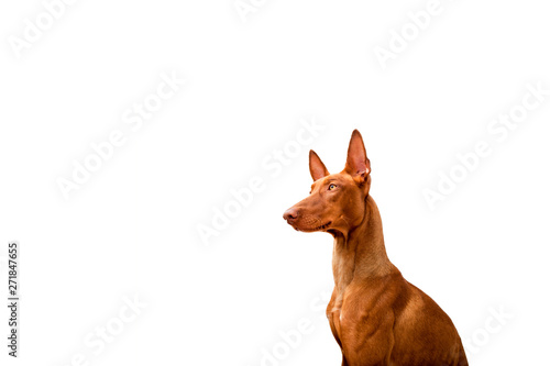 Portrait of a Pharaoh hound on a white background