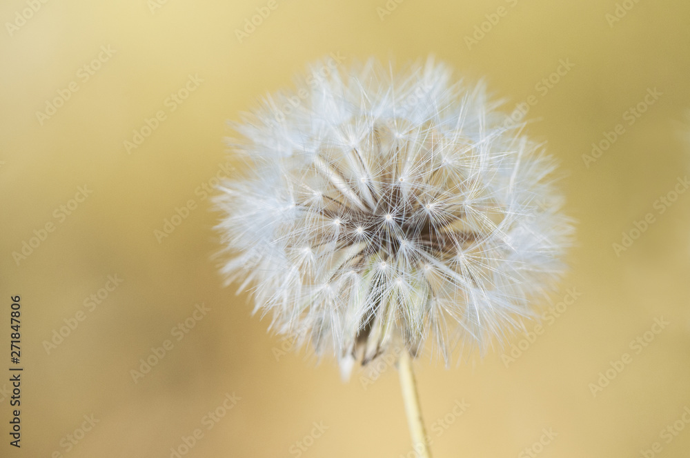 The flowers of the Compositae family produce achenes, which are like little feathers that...
