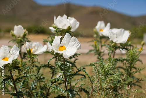 Fototapeta Naklejka Na Ścianę i Meble -  Desert Flowers