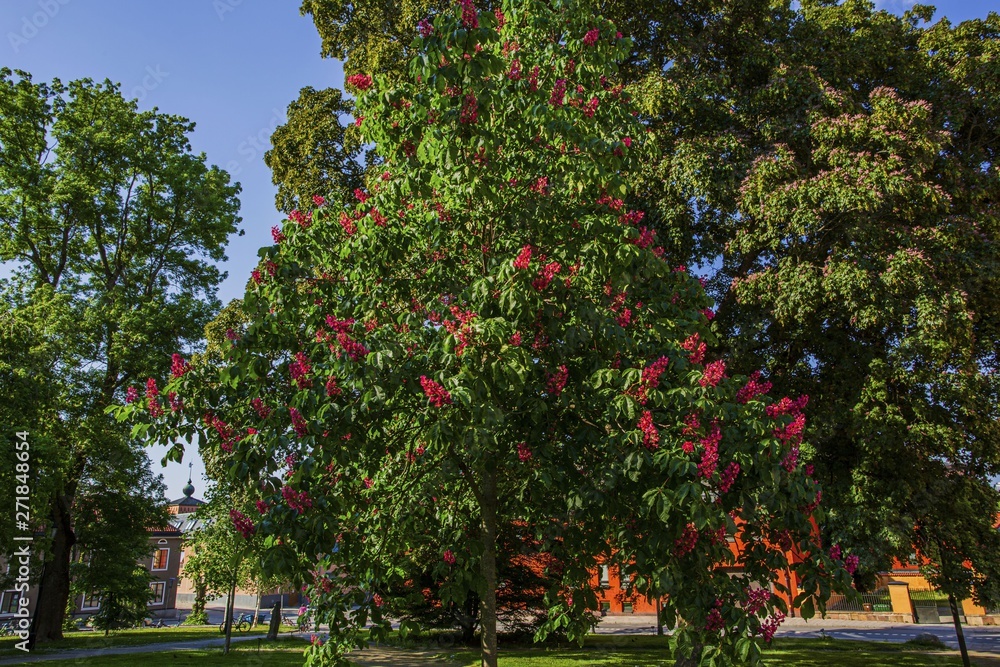 Beautiful view of big old green tree with pink red blooming flowers. Beautiful nature backgrounds.