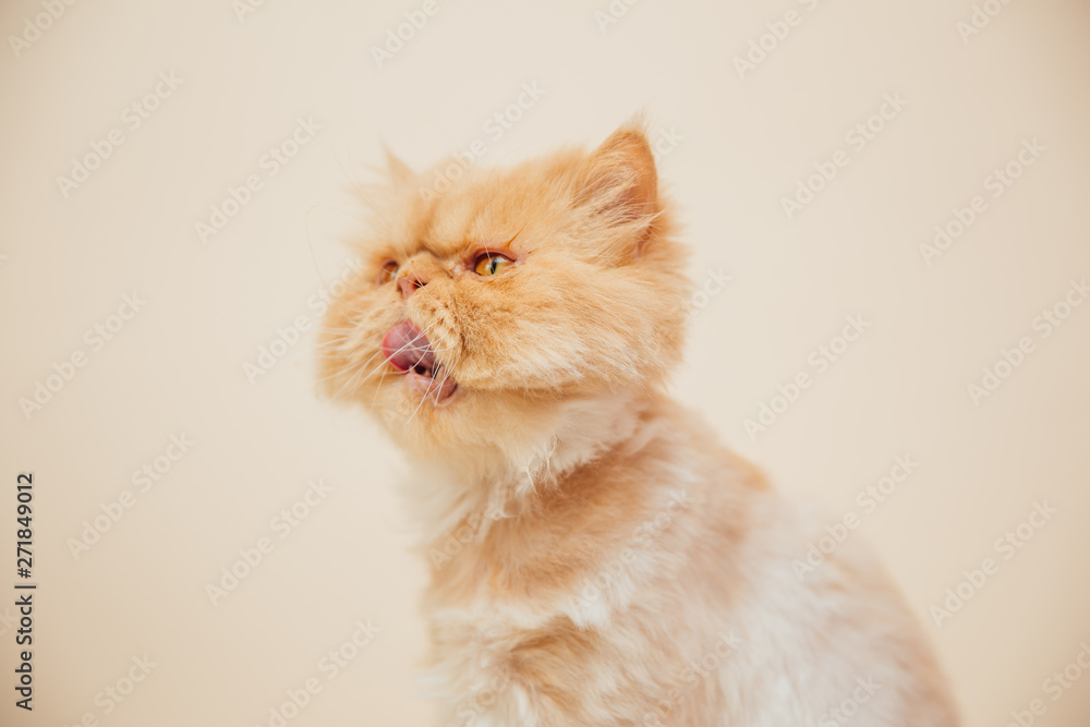 Fototapeta premium Beautiful persian cat posing for the camera.