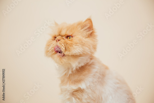 Beautiful persian cat posing for the camera.