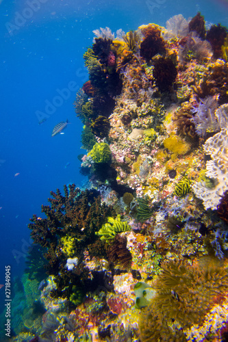 Beautiful coral reef in Komodo Nationalpark