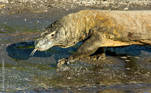 Komodo Dragon on the Beach in Komodo