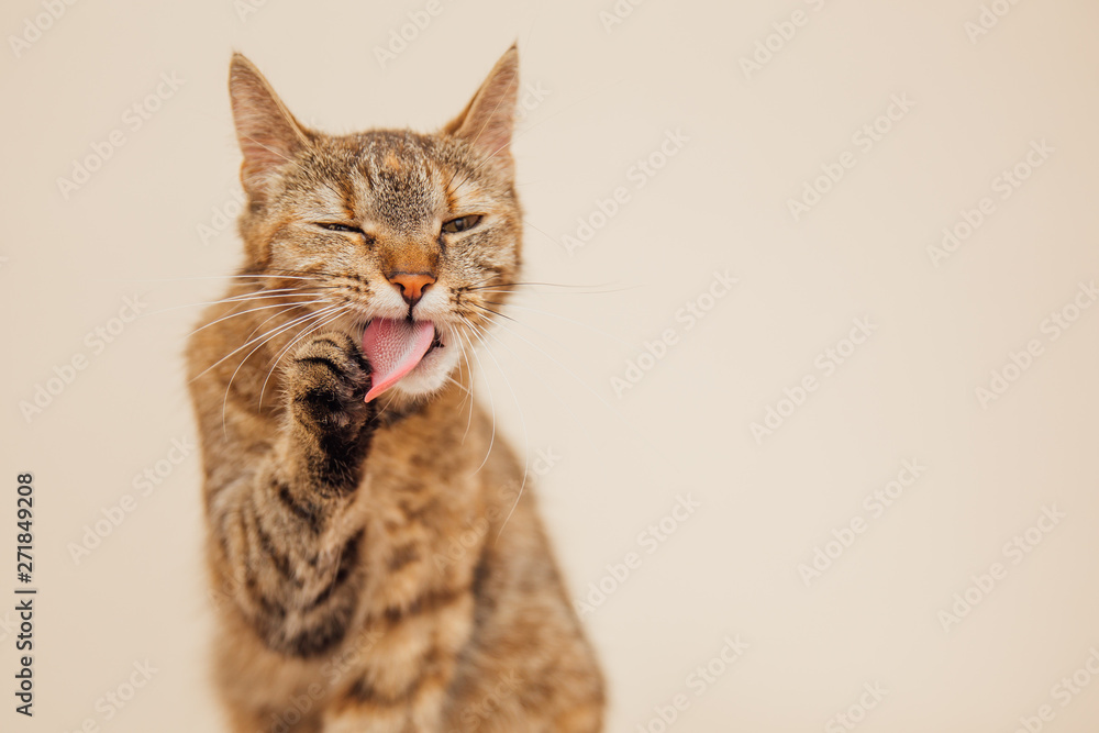 Obraz premium Beautiful tabby cat posing for the camera.