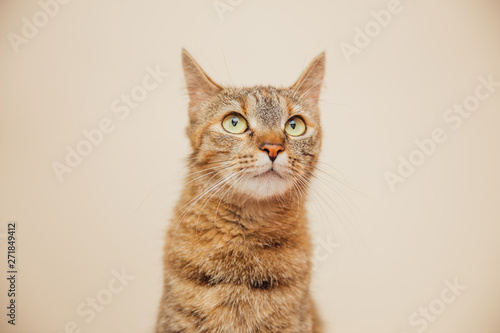 Beautiful tabby cat posing for the camera. © belyaaa