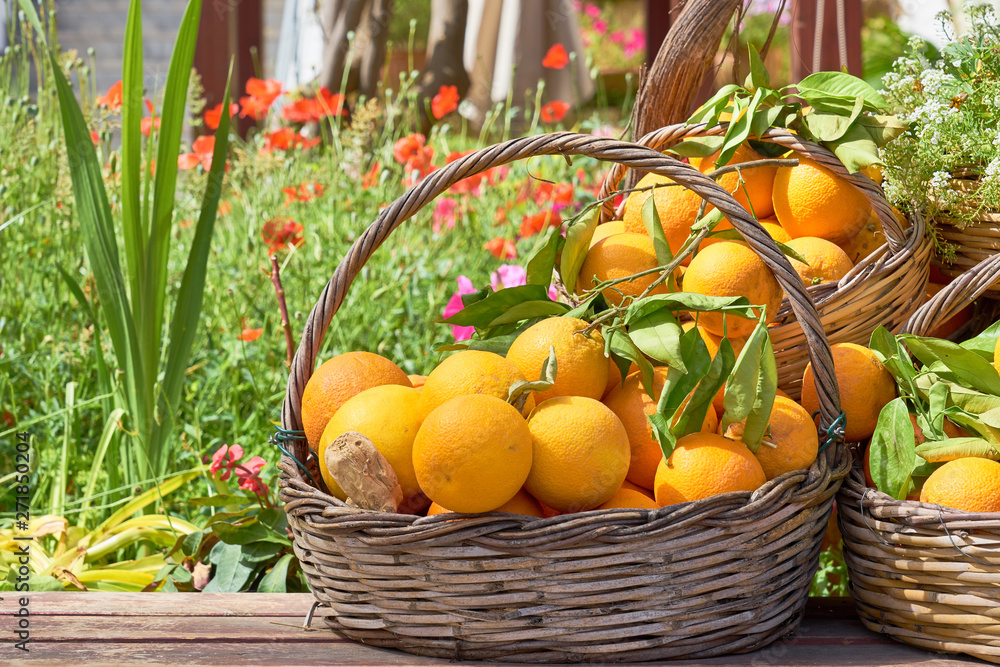 Oranges in a trug in sunshine outdoors. Oranges in a trug in sunshine outdoors.
