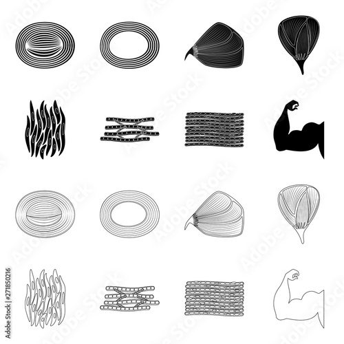 Vector design of fiber and muscular sign. Set of fiber and body  stock symbol for web.