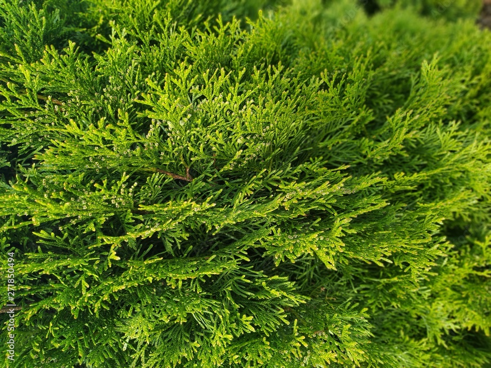 Closeup of green christmas leaves of Thuja trees. Nature background or ...