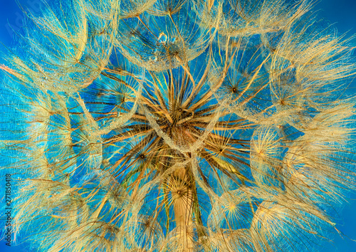 dandelion flower fragment on blue background