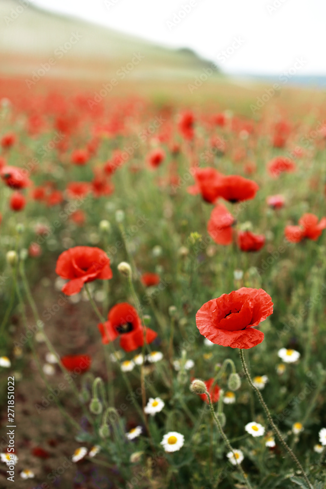 Fototapeta premium Red blooming poppies in the spring field