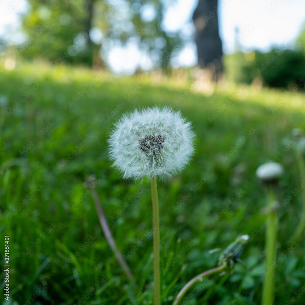 Dandelion in grass