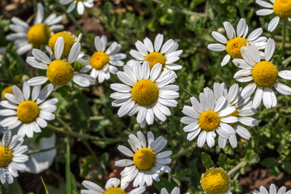 Bloom. Chamomile. Blooming chamomile field, chamomile flowers on meadow in summer, selective focus, blur. Beautiful nature scene with blooming medical daisies on sun day. Beautiful meadow background Bloom. Chamomile. Blooming chamomile field, chamomile flowers on meadow in summer, selective focus, blur. Beautiful nature scene with blooming medical daisies on sun day. Beautiful meadow background