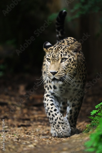 Persian leopard, Cat © Petr Caska
