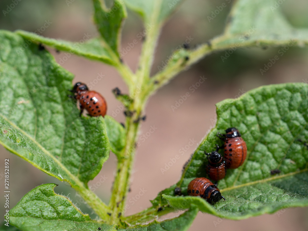Fototapeta premium Colorado potato beetle larvae on young potato leaves